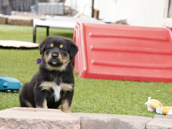 chinook dog